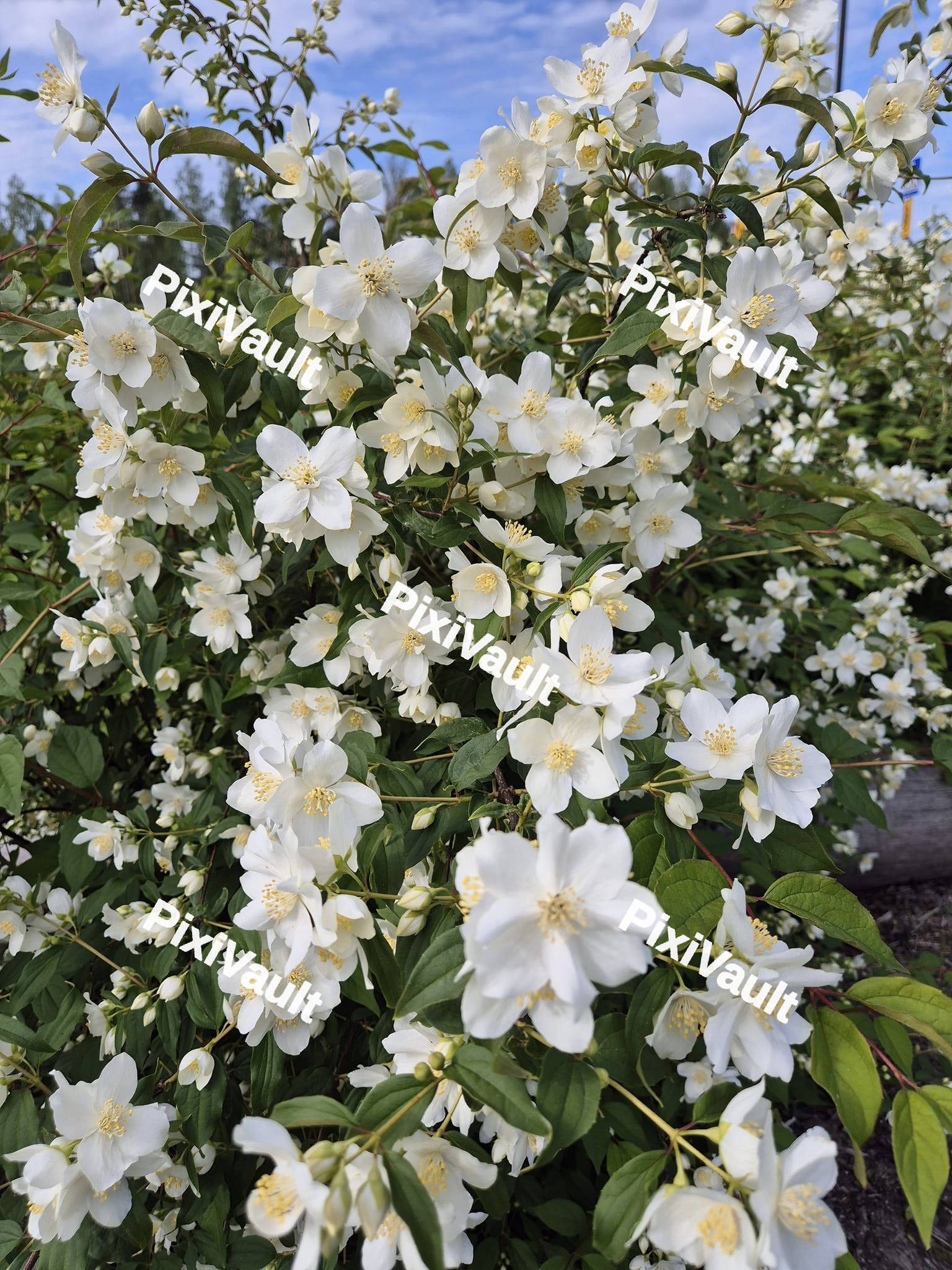Philadelphus Flowers